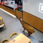 Deer Breaks Into Coffee Shop, Spooks Workers Inside