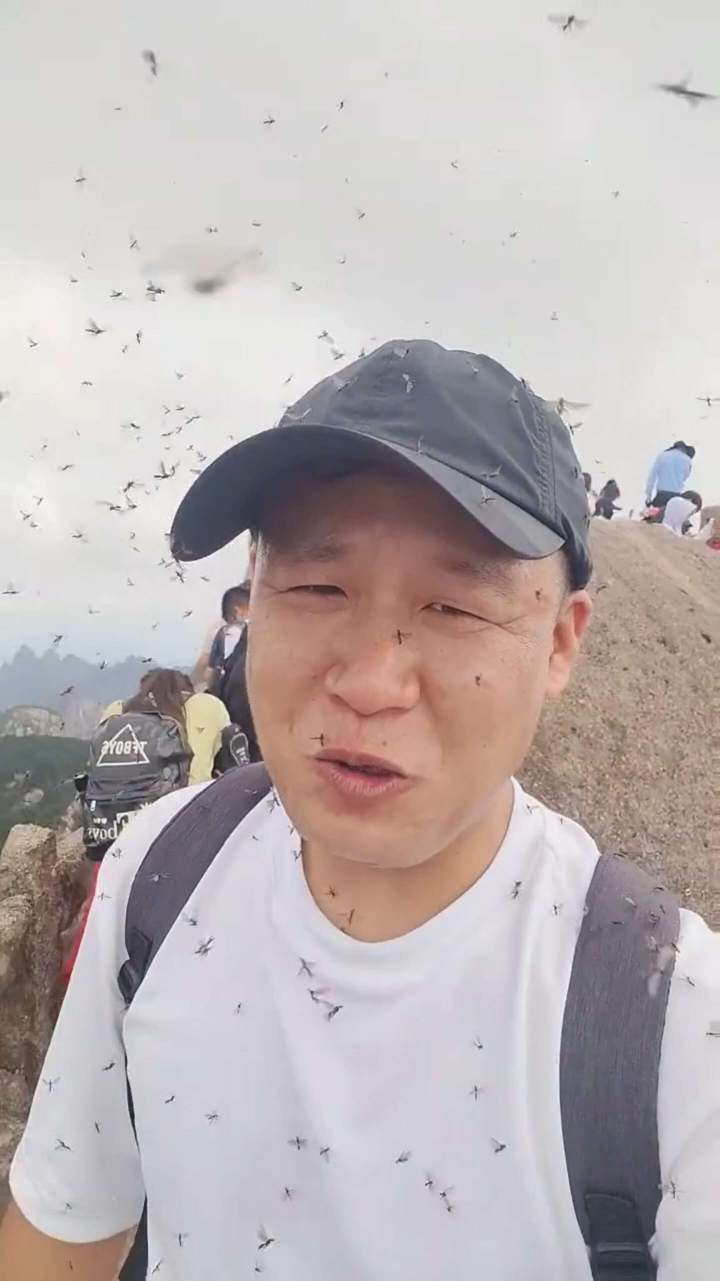 Read more about the article  Flying Ants Swarm Tourists At 6,000-Ft High Mountaintop