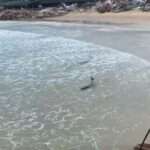 Two Dolphins Stranded In Shallow Waters Rescued After Typhoon