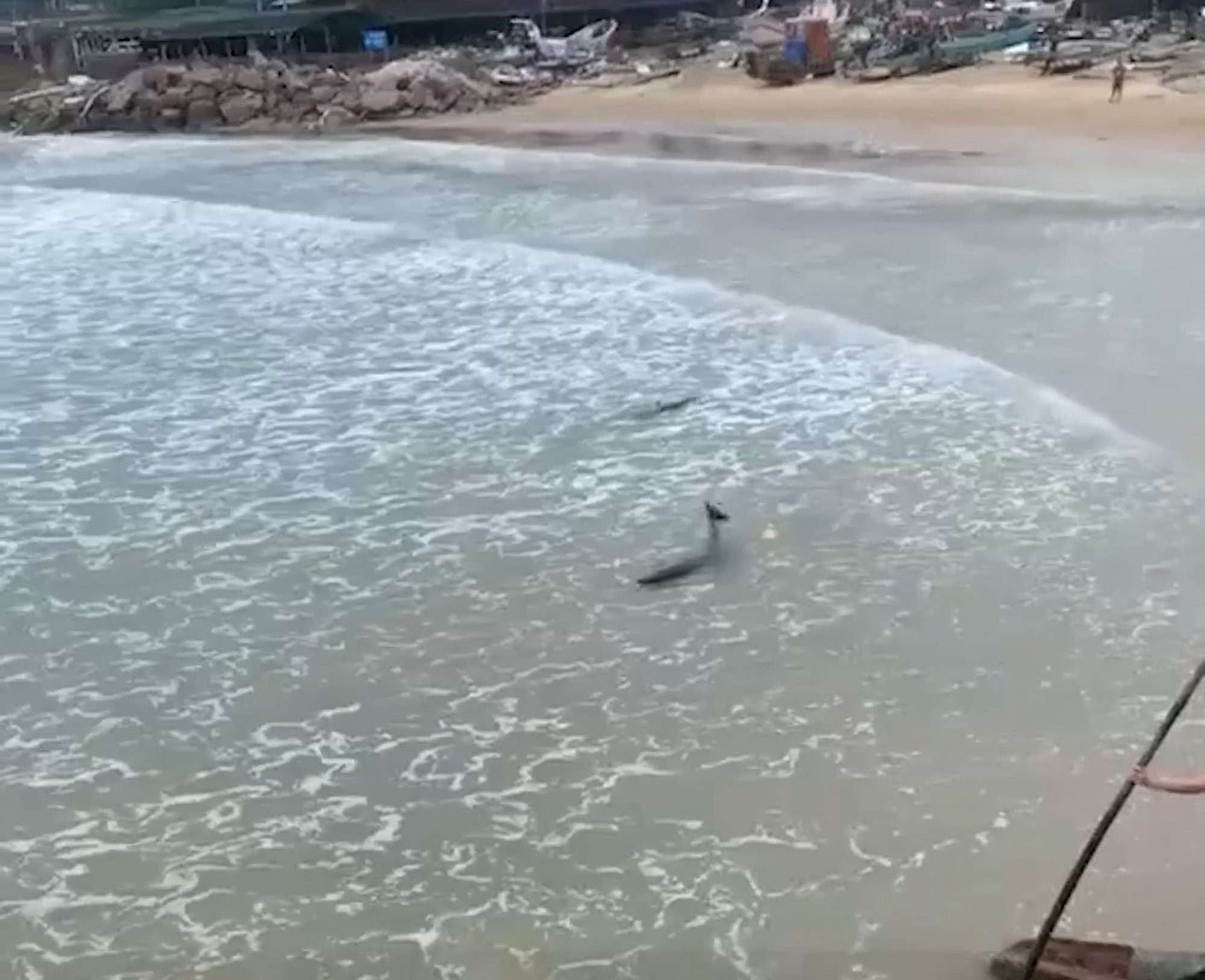 Read more about the article Two Dolphins Stranded In Shallow Waters Rescued After Typhoon