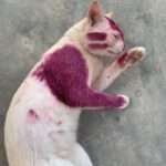 Cat Gets Coloured Tongue After Spray-Painting By Pranksters