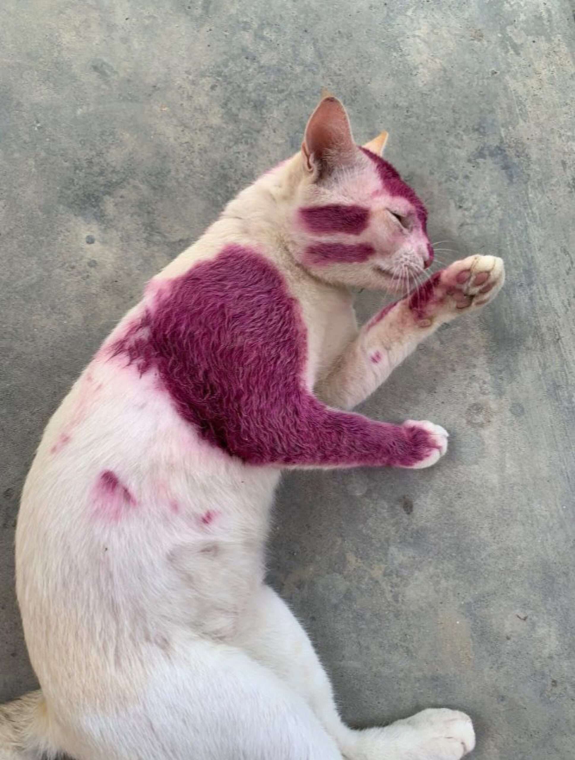 Read more about the article Cat Gets Coloured Tongue After Spray-Painting By Pranksters