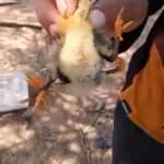 Mutant Chick Born With Four Legs