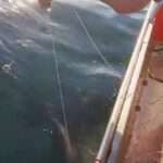 Fisherman Battles To Free Giant Endangered Sea Turtle Caught In Fishing Line