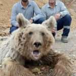Heartbreaking Images Of Bear Crying In Pain After Being Shot