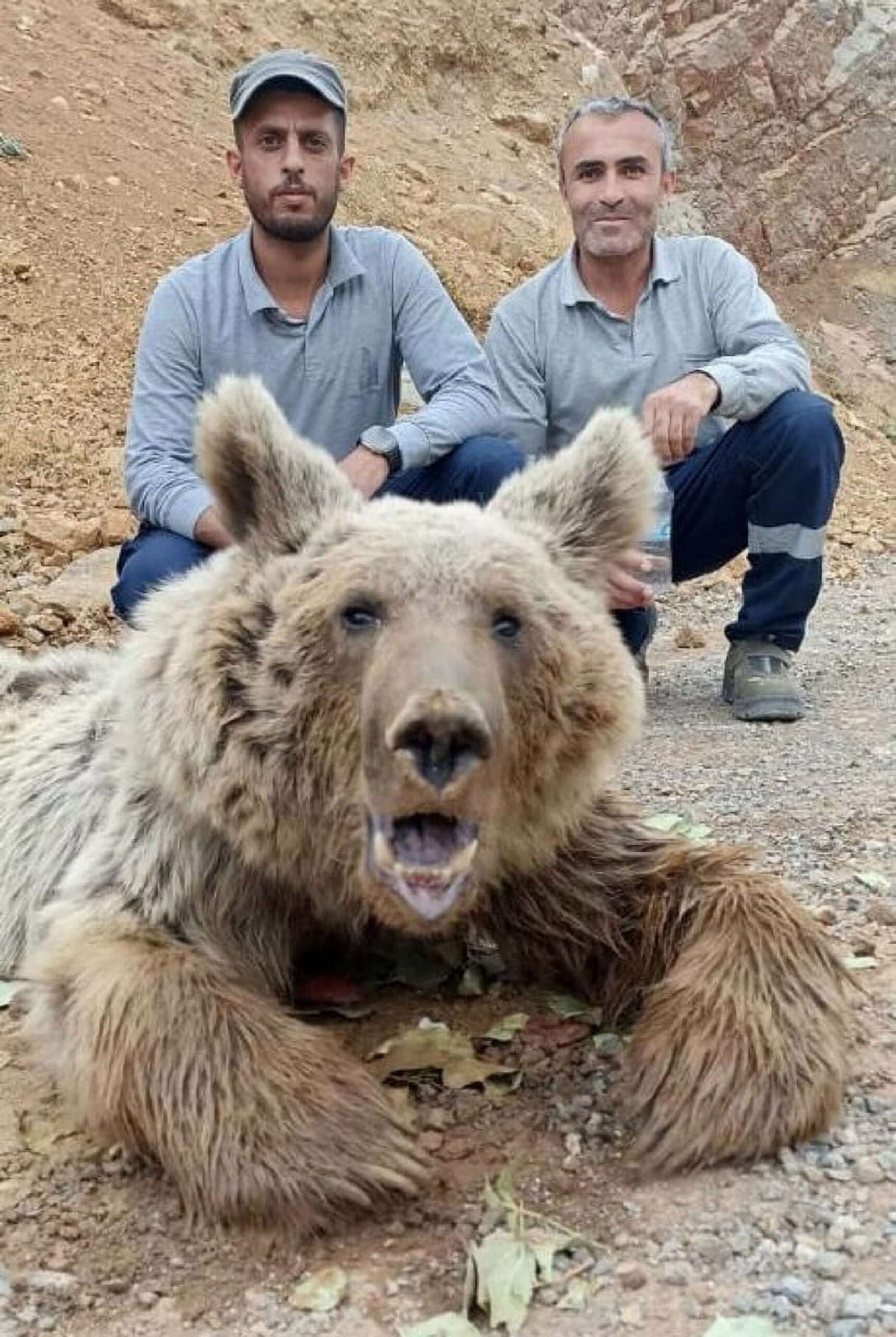 Read more about the article Heartbreaking Images Of Bear Crying In Pain After Being Shot