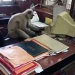 Primate Makes A Monkey Of Office Workers As It Apes Their Computer…