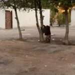 Moment Baboon Wandering Around Saudi Capital Riyadh Pulls Terrified Cat Out Of…