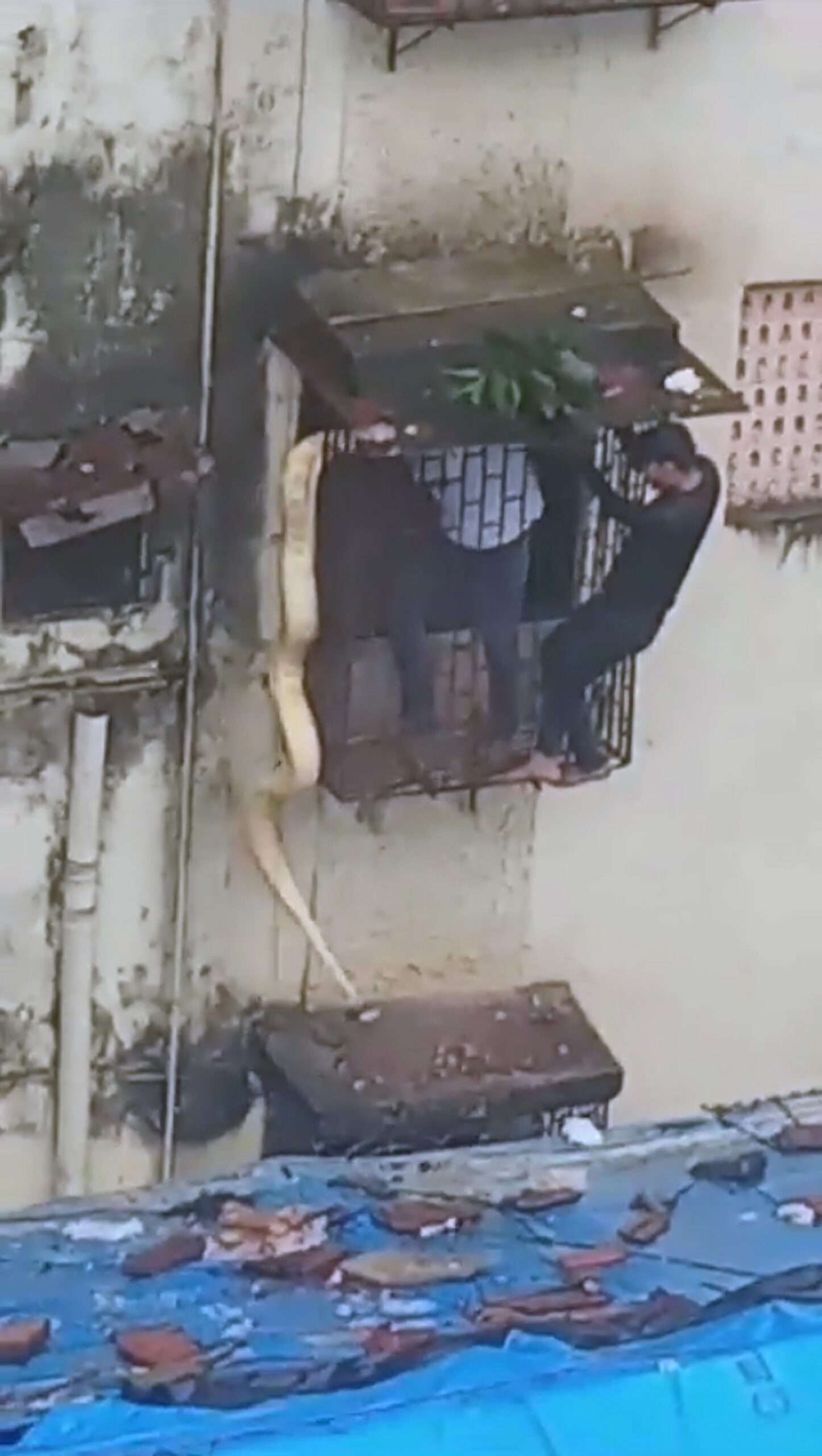 Read more about the article  Two Rescuers Drop Giant Snake Crawling Through Flat Window