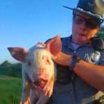 Officers Rescue Loose Piglet That Escaped Onto Busy Highway