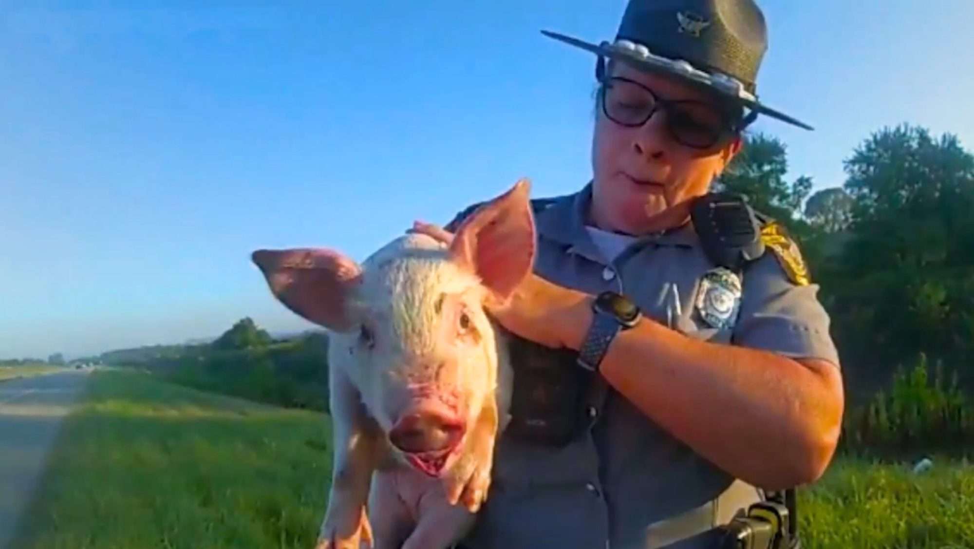 Read more about the article Officers Rescue Loose Piglet That Escaped Onto Busy Highway