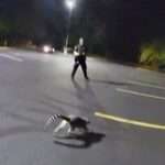 Runaway Pet Lemur Leads Cops On Short Chase Around City