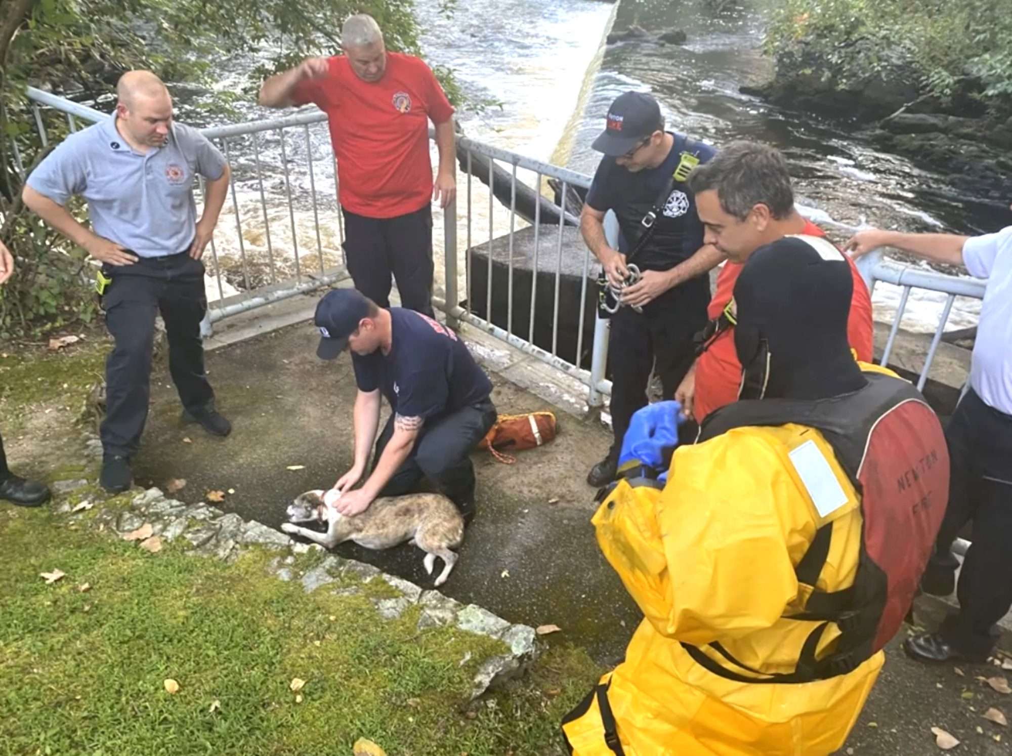 Read more about the article Missing Dog Safely Recovered From River By Firefighters
