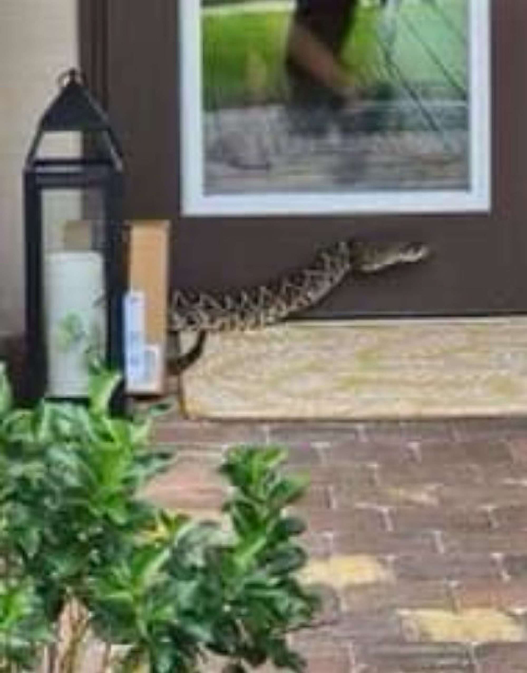 Read more about the article Deliverywoman Hospitalised In Serious Condition After Getting Bitten By Rattlesnake