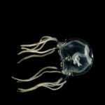 Tiny Jellyfish Can Learn Like Humans Despite Having No Brain, Says Study