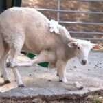  Surgeons Operate On Six-Legged Sheep To Help It Living Normal Life