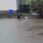Hero Cop Saves Stranded Pitbull From Flood