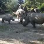 First Snaps Of Rhino That Killed Female Zookeeper And Critically Injured Her…