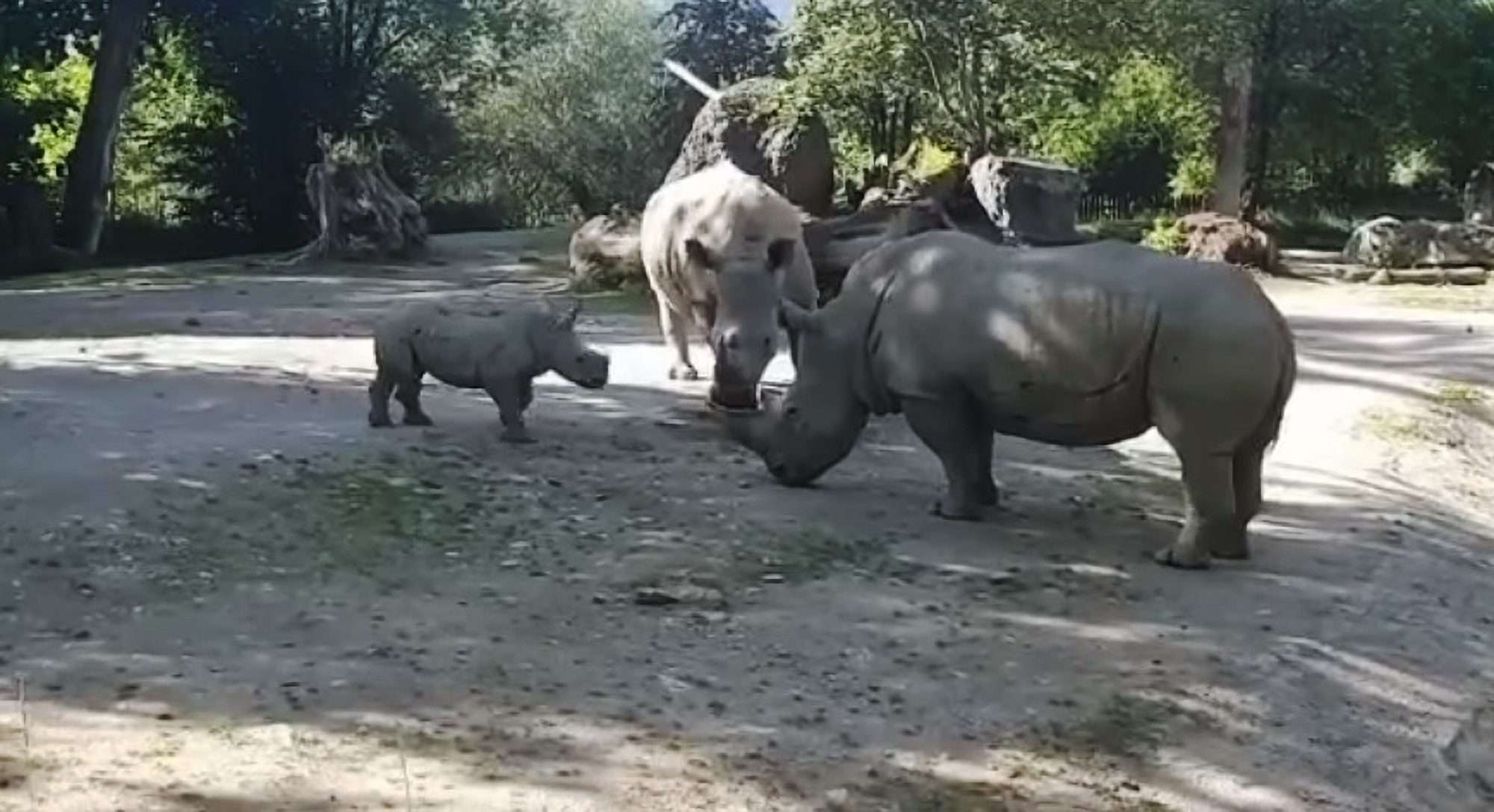 Read more about the article First Snaps Of Rhino That Killed Female Zookeeper And Critically Injured Her Husband At Salzburg Zoo
