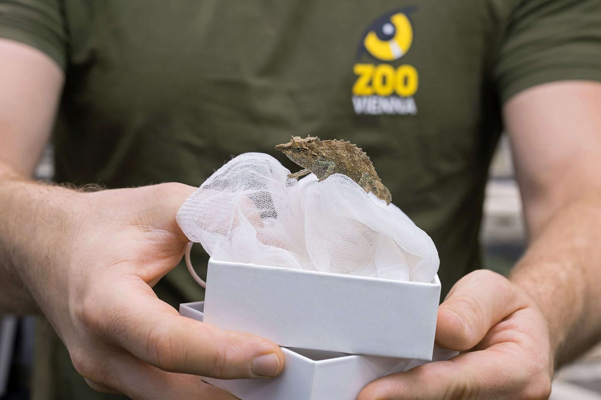 Read more about the article New Home For Rare Trafficked Reptiles