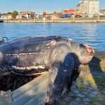 Dead 500-Kilo Tropic Sea Turtle Found On German North Sea Coast