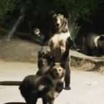 Wild Bear Mum With Cubs Waves At Tourist Feeding Her Cubs
