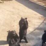 Bears Stun Zoo Goer As They Wave Back And Copy His Gestures