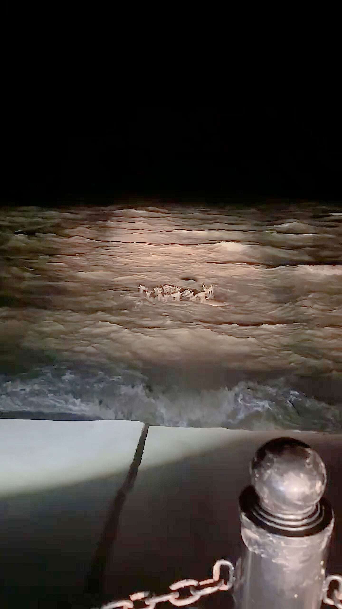 Read more about the article Group Of Deer Spotted Swimming Through Rough Sea In The Dark