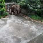 Elephants Ransack Homeowner’s Yard For Second Time In Few Months
