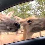 Two Deer Stick Their Heads Inside Family’s Car After Toddler Offers Them…