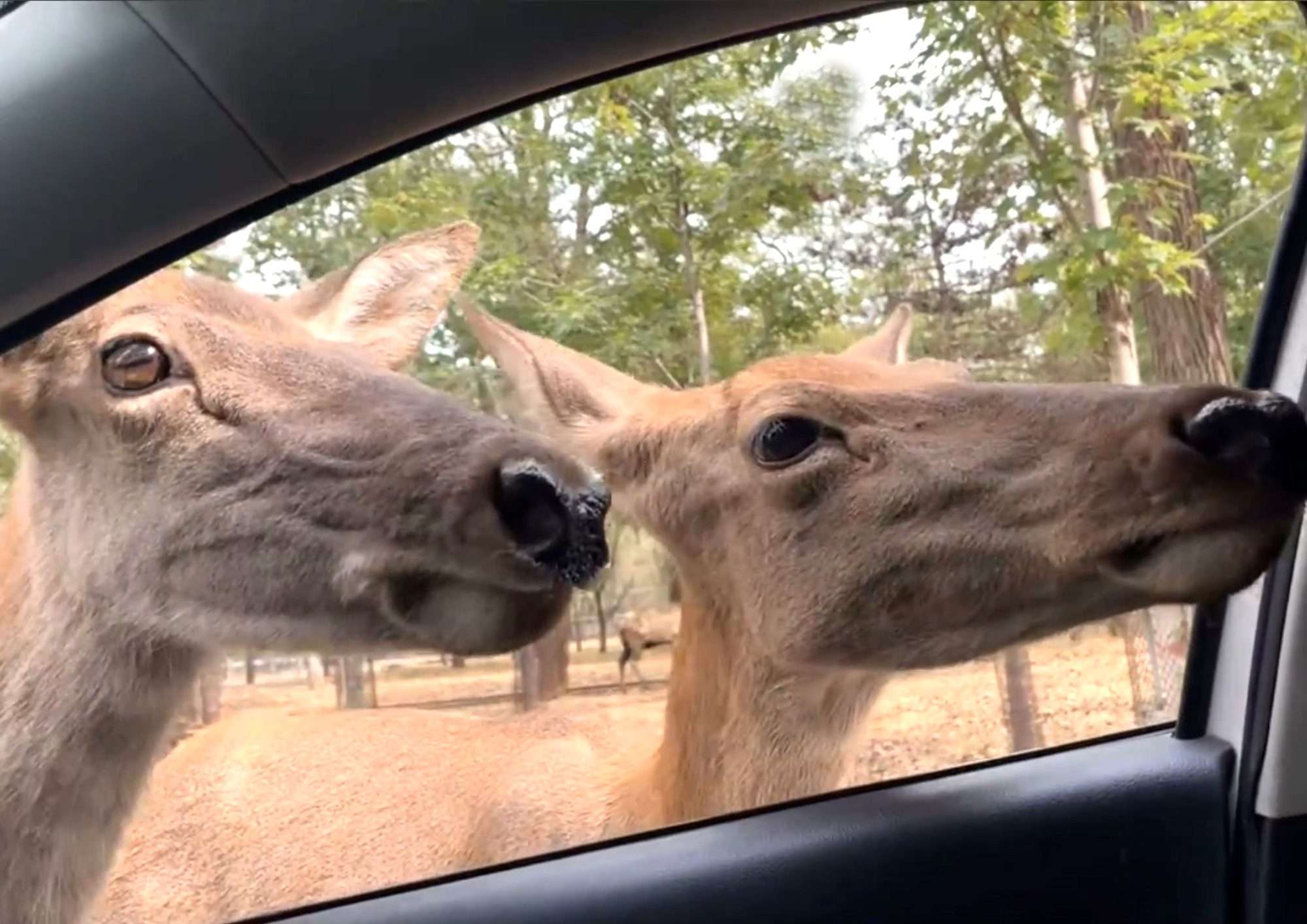 Read more about the article Two Deer Stick Their Heads Inside Family’s Car After Toddler Offers Them Carrots