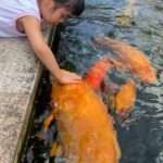 Little Girl Pats Giant Koi Fish While Hand-Feeding It Special Treats