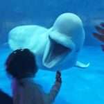 Cheeky Beluga Makes A Habit Out Of Scaring Children Who Come To…