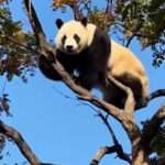 Panda Cub Amazes Visitors As He Climbs Up And Down With Ease