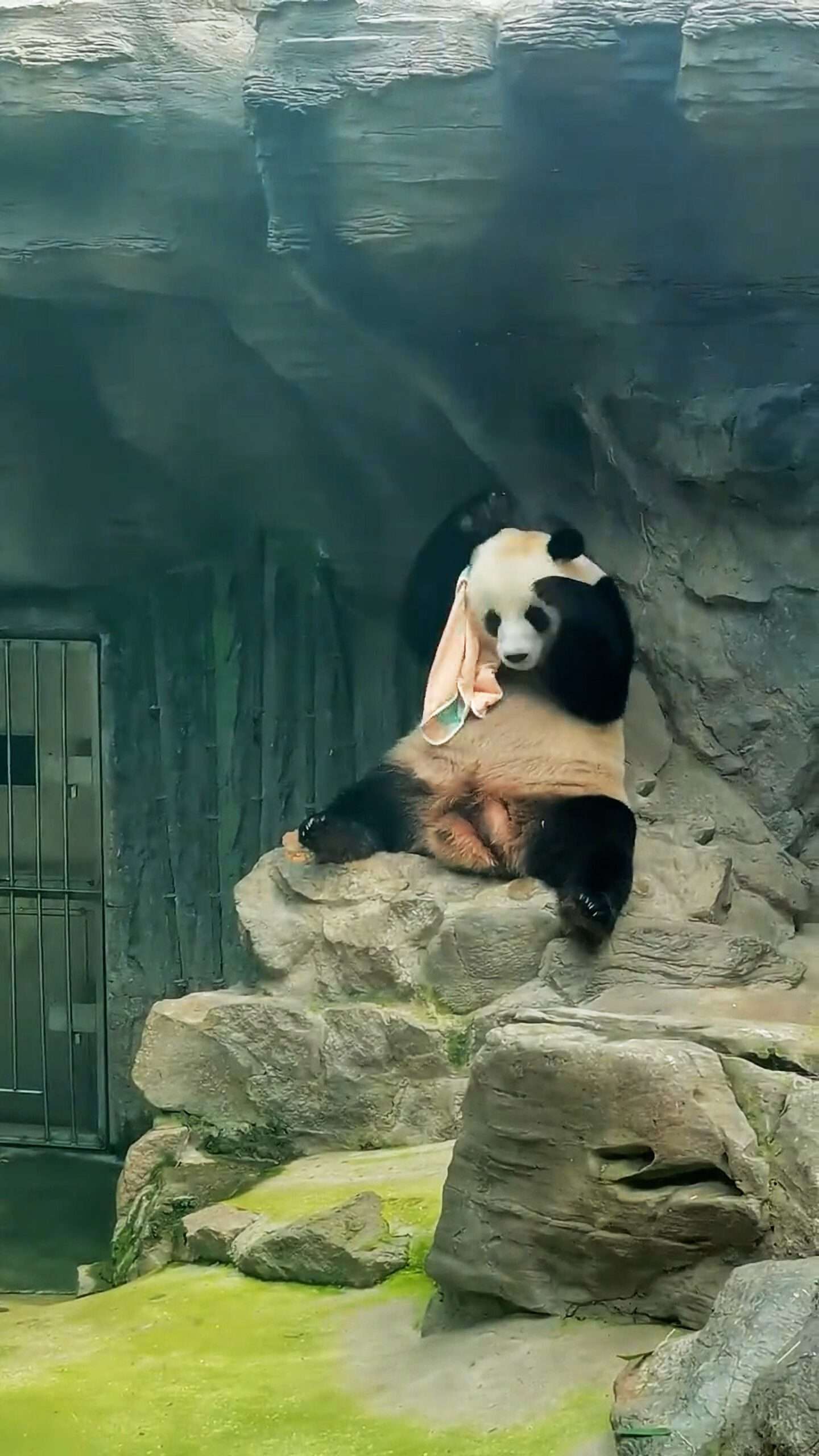 Read more about the article Adorable Panda Dries Off Using Huge Bath Towel