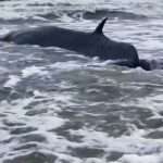 Wildlife Rescuers Help Stranded Whale Return To Water After It Kept Trying…