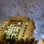 Dark Cloud Of Countless Birds Circling Causes Fear Of Disaster