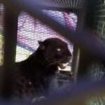  Wildlife Officials Used Live Puppies As Bait For Rogue Panthers