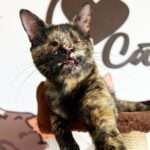 Abandoned Eyeless Kitten Adopted By Vets Who Saved Her