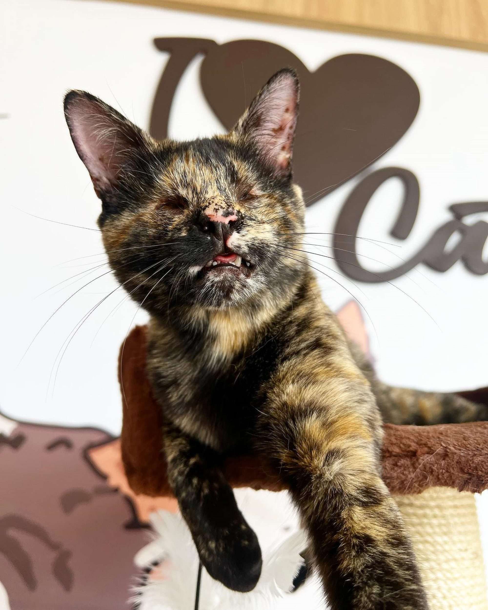 Read more about the article Abandoned Eyeless Kitten Adopted By Vets Who Saved Her