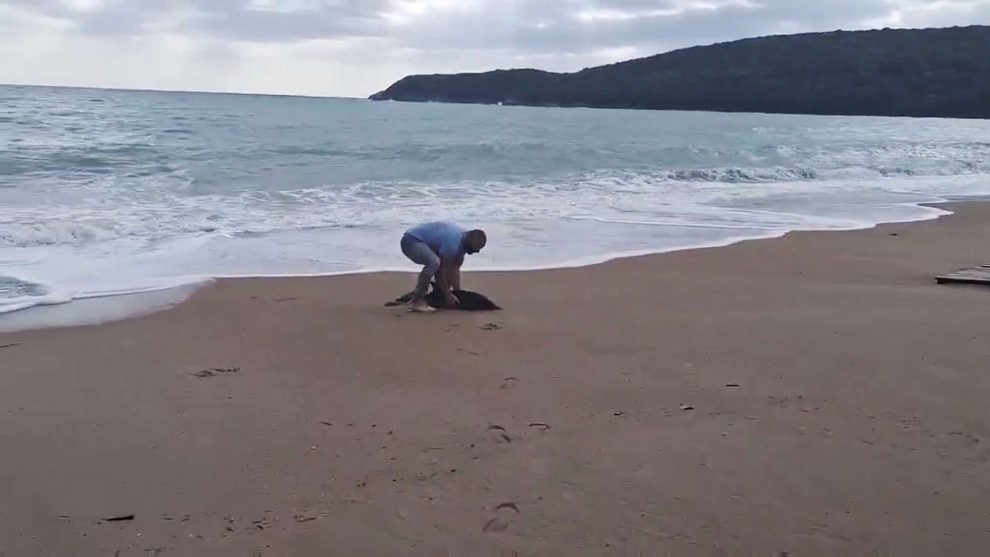 Read more about the article  Washed Up Baby Dolphin Returned To Sea
