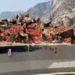 Moment Large Group Of Primates Loot Overturned Tomato Lorry On Cliff Edge