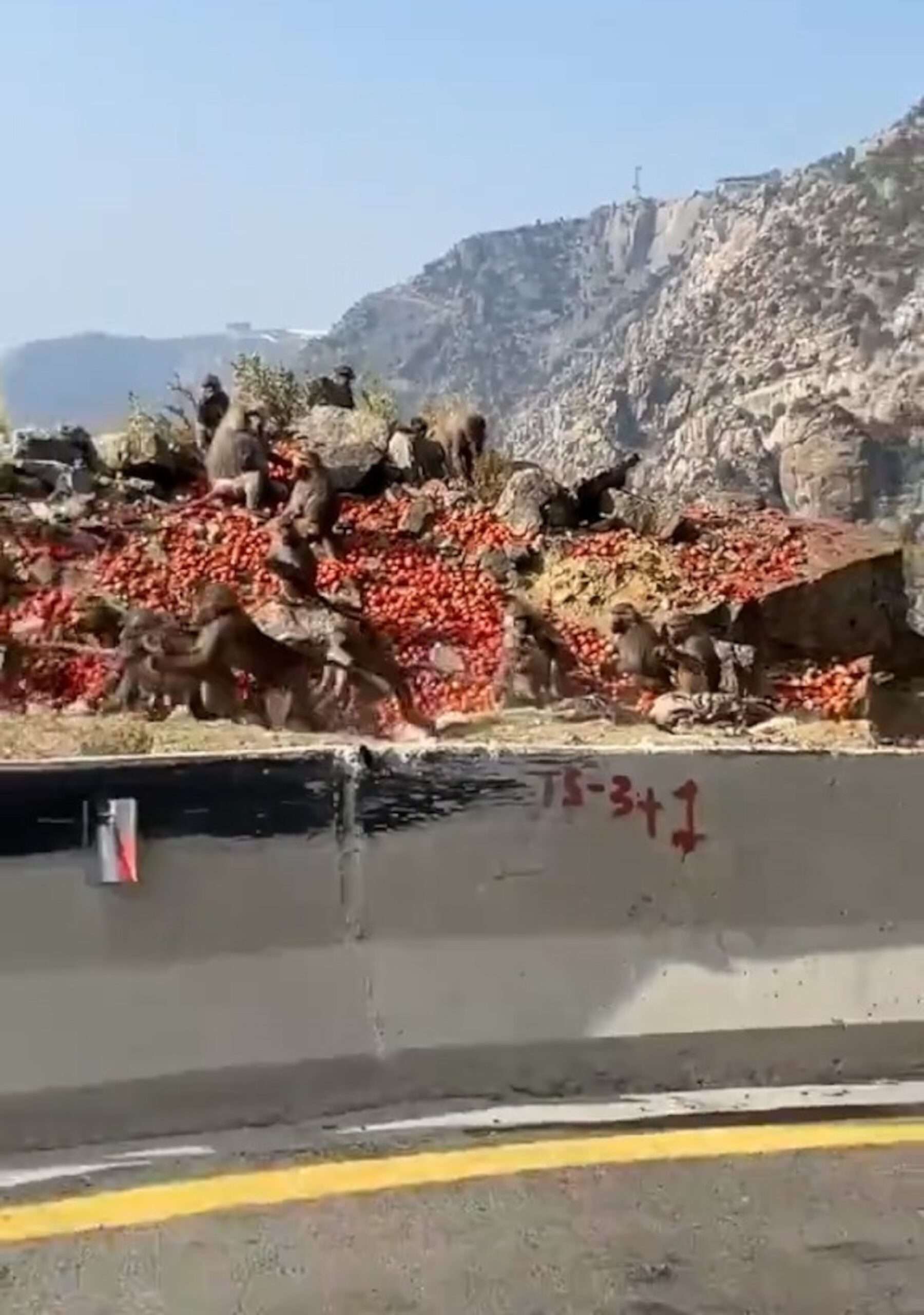 Read more about the article Moment Large Group Of Primates Loot Overturned Tomato Lorry On Cliff Edge