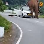 Moment Huge Elephant Tosses Car Around Like Rag Doll
