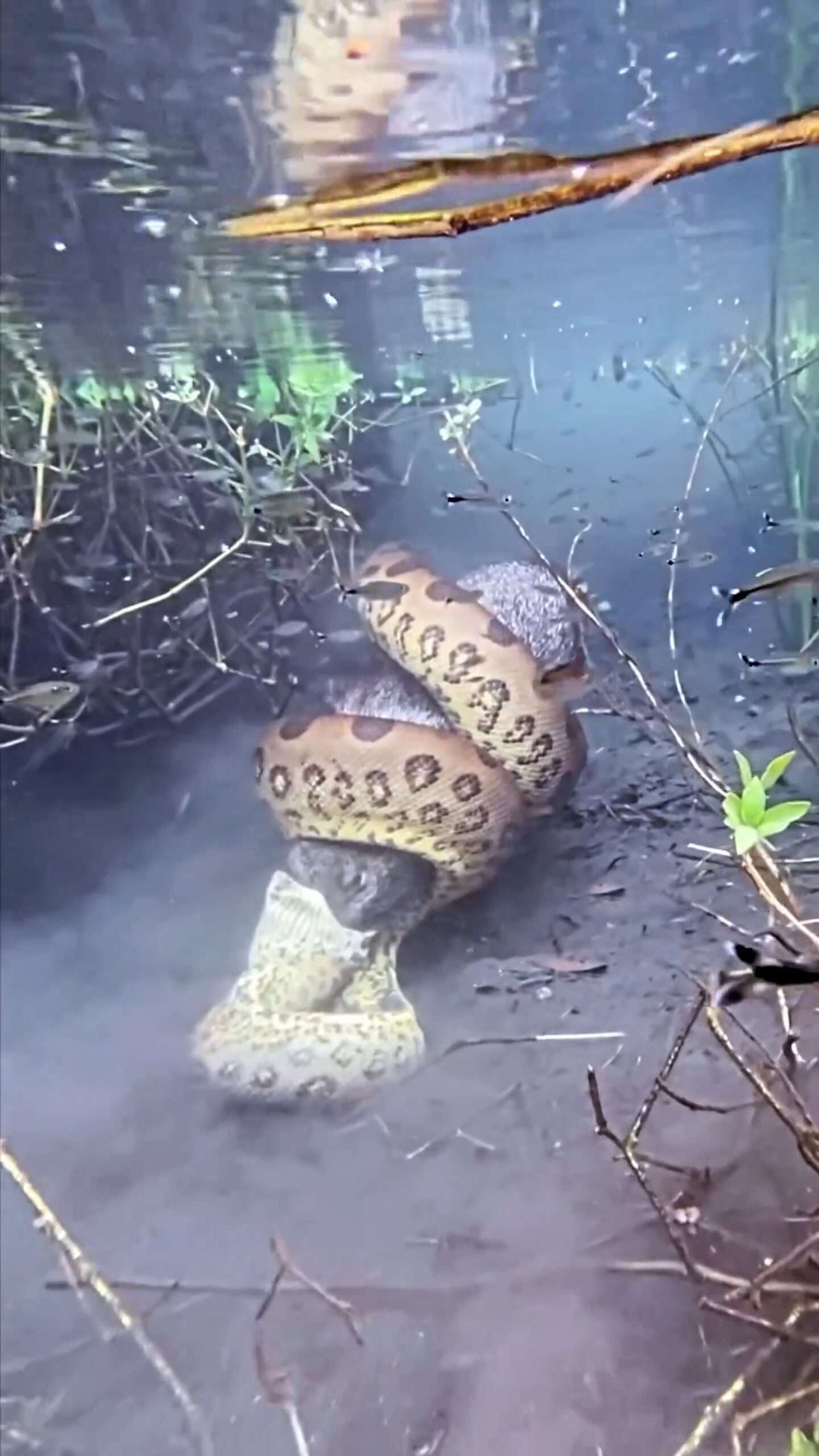 Read more about the article Huge Anaconda Swallows Wild Porker Whole
