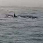  Pod Of Killer Whales Chase Fishermen Who Appease Them With Herring