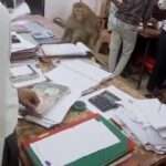 Moment Monkey Takes Over Lawyer’s Office And Rummages Through Paperwork