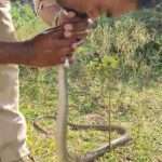Cop Saves Poisoned Snake By Giving It Mouth-To-Mouth Resuscitation