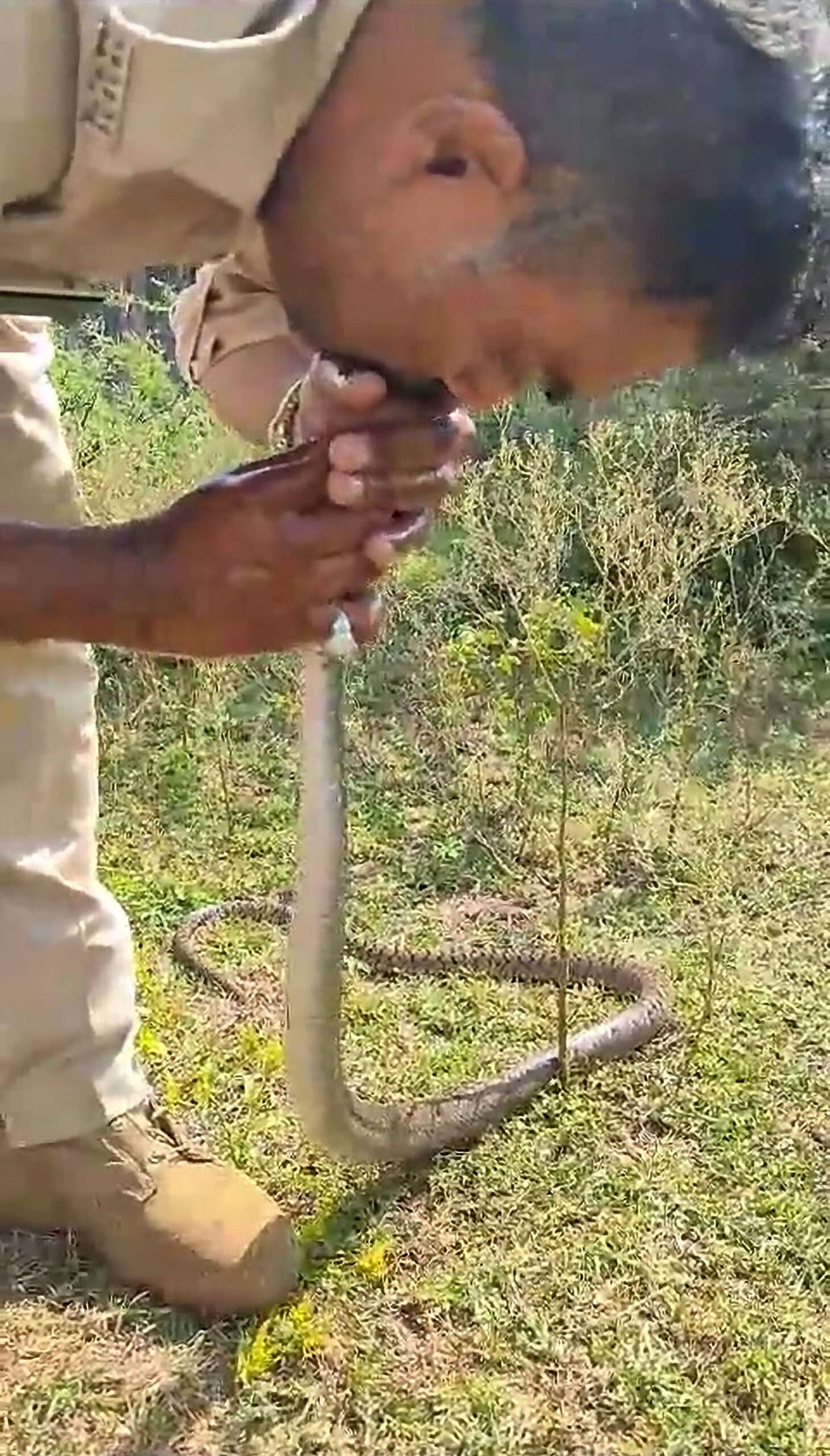 Read more about the article Cop Saves Poisoned Snake By Giving It Mouth-To-Mouth Resuscitation
