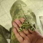 Soldier Finds Moth With Clever Disguise Hiding On Uniform